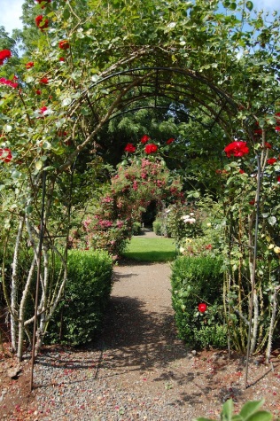 Rose garden vista
